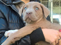 cucciolo cane corso formentino